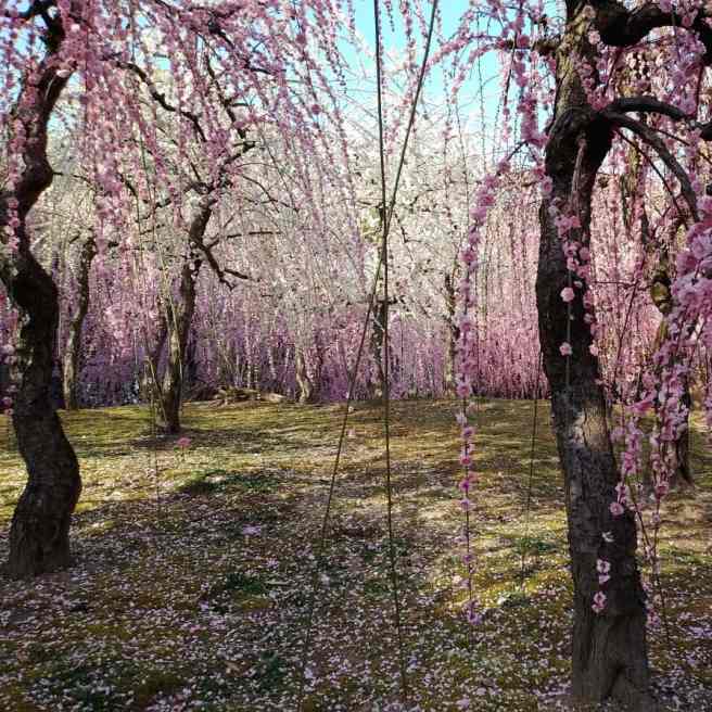 京都にある城南宮の梅庭園